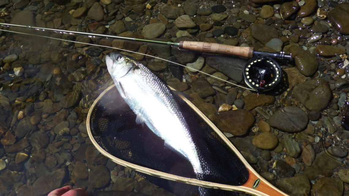 Shad bycatch - AB from Chelmsford
